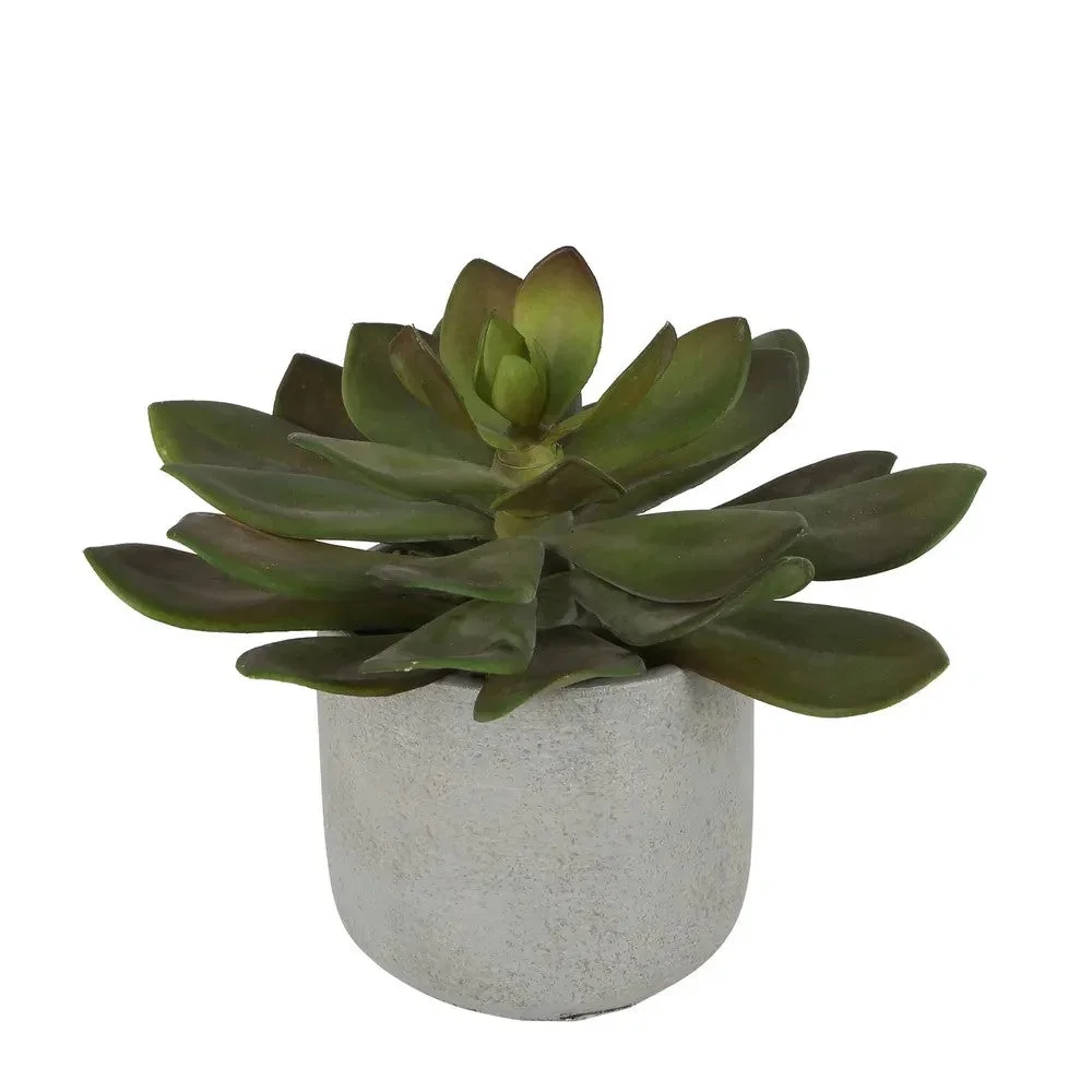 Louis maes succulent h20cm groen