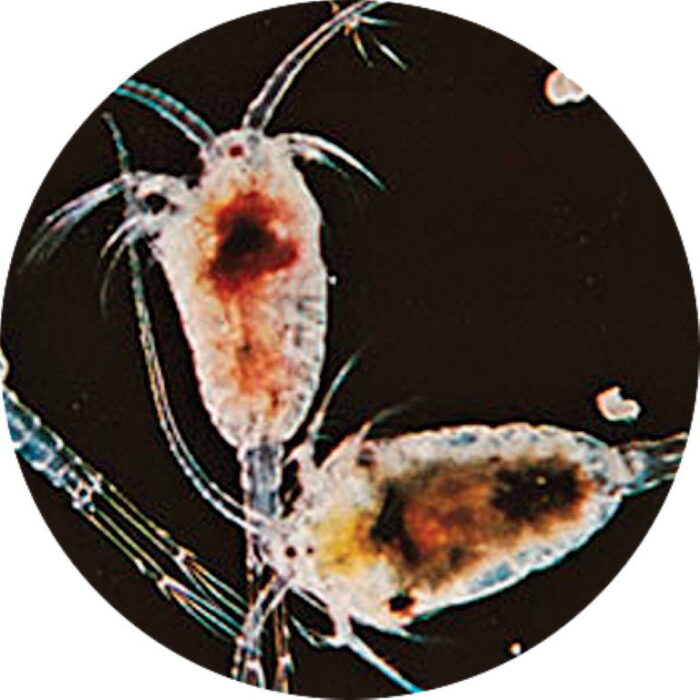 Superfish Levende zeewater copepoden 90 ml