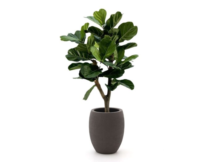 Designplants/Luca Lifestyle Lyrata Y kunstboom (h:130cm) met Terreno Tall Balloon bloempot Laagste prijsgarantie! – Groen