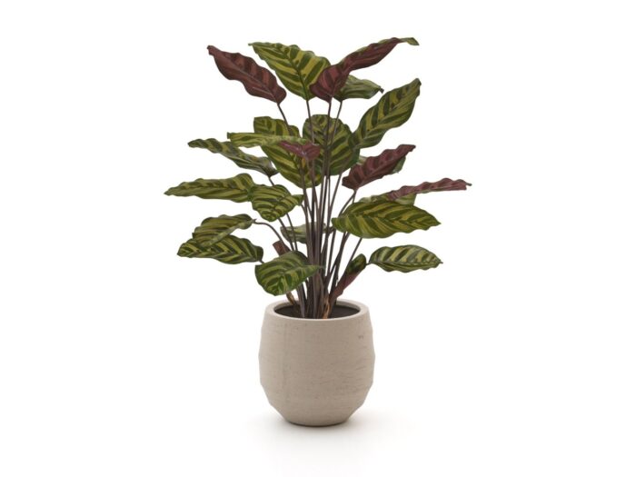 Designplants/Luca Lifestyle Red Calathea Makoyana kunstplant (h:60cm) met Bordo Balloon bloempot Laagste prijsgarantie! – Groen