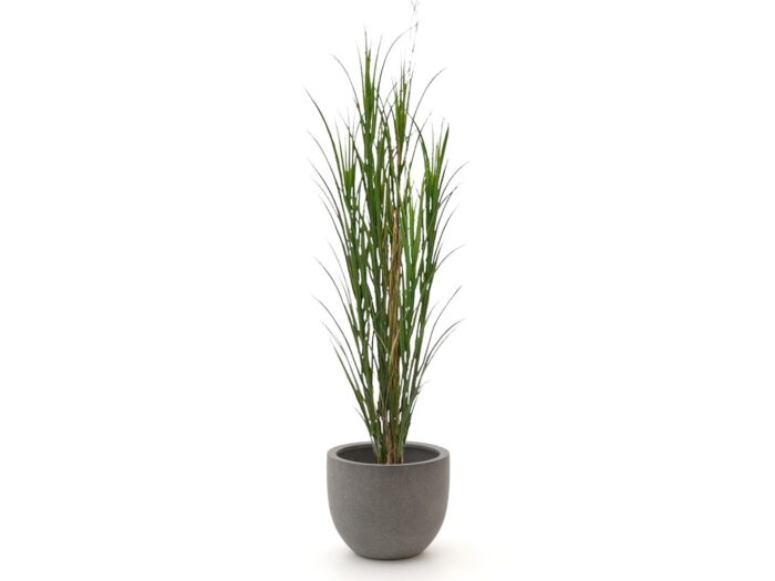 Designplants/Luca Lifestyle Rietgras kunstplant (h:165cm) met Grigio New Egg bloempot Laagste prijsgarantie! – Groen