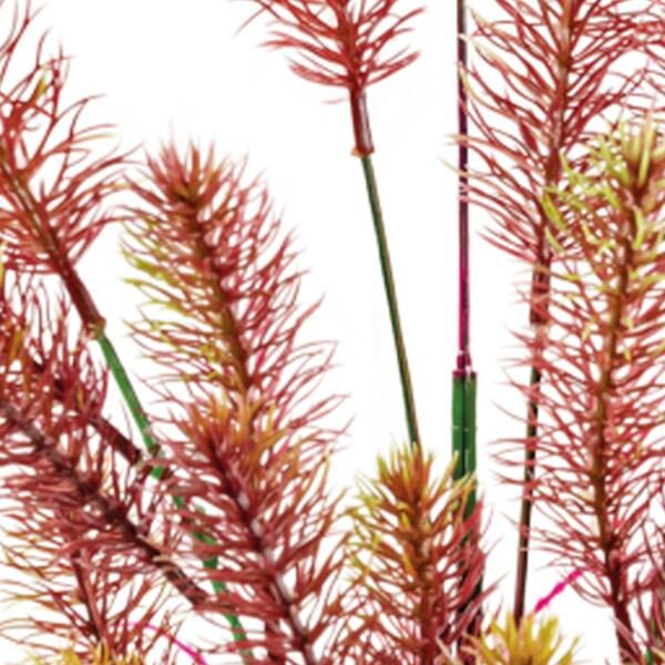 Superfish Sf art plant 40 cm myriophyllum red – rood