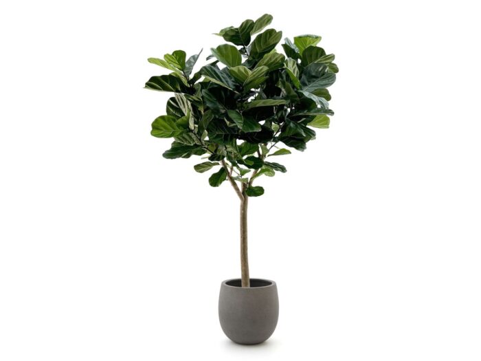 Designplants/Luca Lifestyle Lyrata Y kunstboom (h:220cm) met Grigio Balloon bloempot Laagste prijsgarantie! – Groen