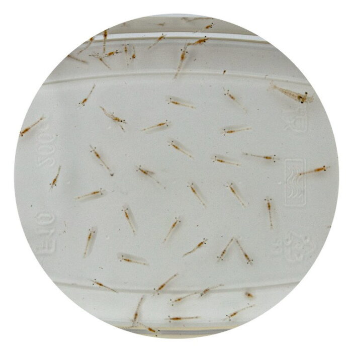 Superfish Levende mysis 90 ml