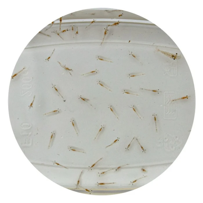 Superfish Levende mysis 90 ml
