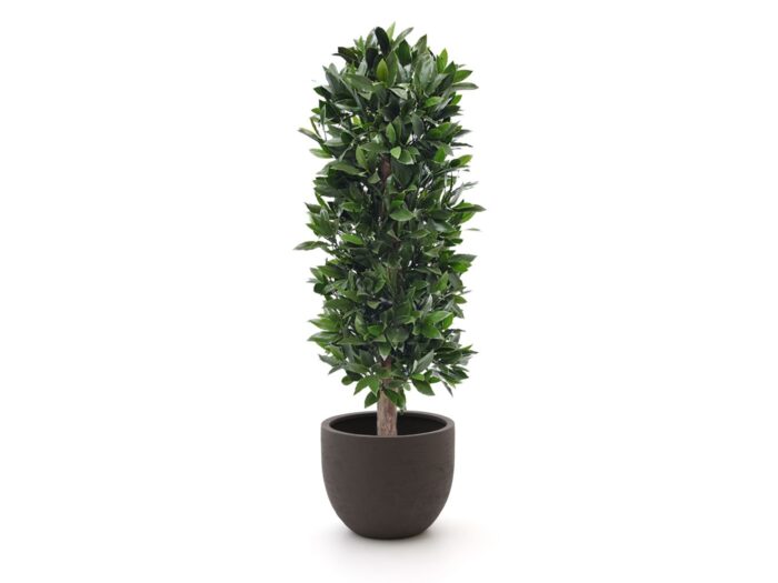 Designplants/Luca Lifestyle Laurier kolom kunstplant (h:125cm) met Terreno New Egg bloempot Laagste prijsgarantie! – Groen