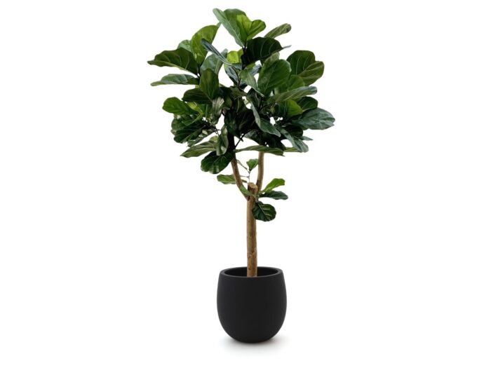 Designplants/Luca Lifestyle Lyrata Y kunstboom (h:170cm) met Grigio Balloon bloempot Laagste prijsgarantie! – Groen