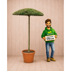 Warentuin Natuurlijk Actie 6: Ilex parasolboom XXL ca. 250 cm hoog Ø 120 cm Volle plant