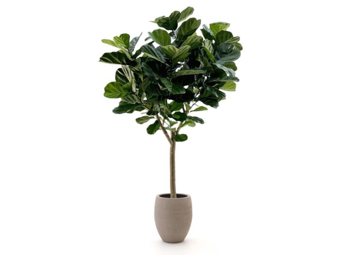 Designplants/Luca Lifestyle Lyrata Y kunstboom (h:220cm) met Terreno Tall Balloon bloempot Laagste prijsgarantie! – Groen
