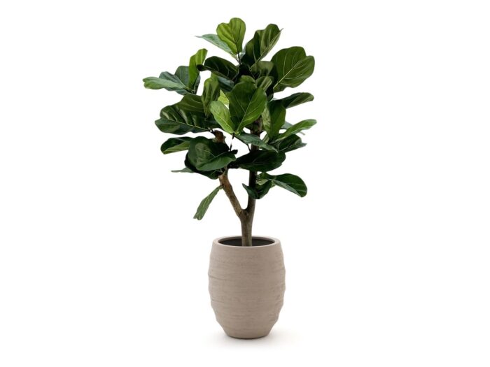 Designplants/Luca Lifestyle Lyrata Y kunstboom (h:130cm) met Bordo Tall Balloon bloempot Laagste prijsgarantie! – Groen