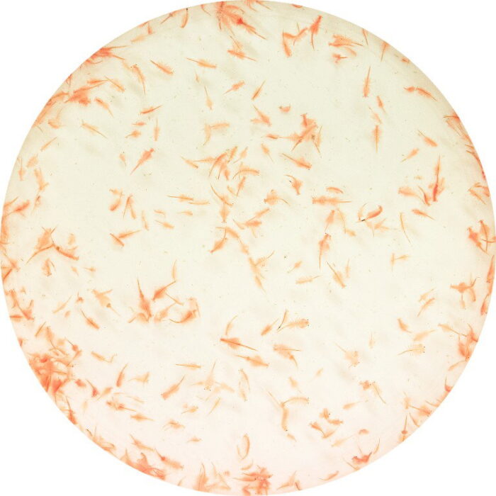 Superfish Levende artemia 90 ml