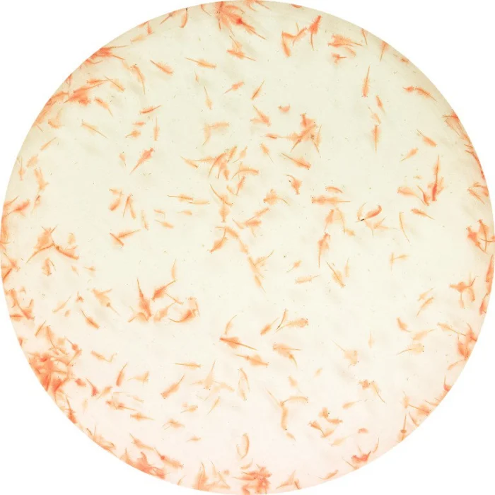 Superfish Levende artemia 90 ml