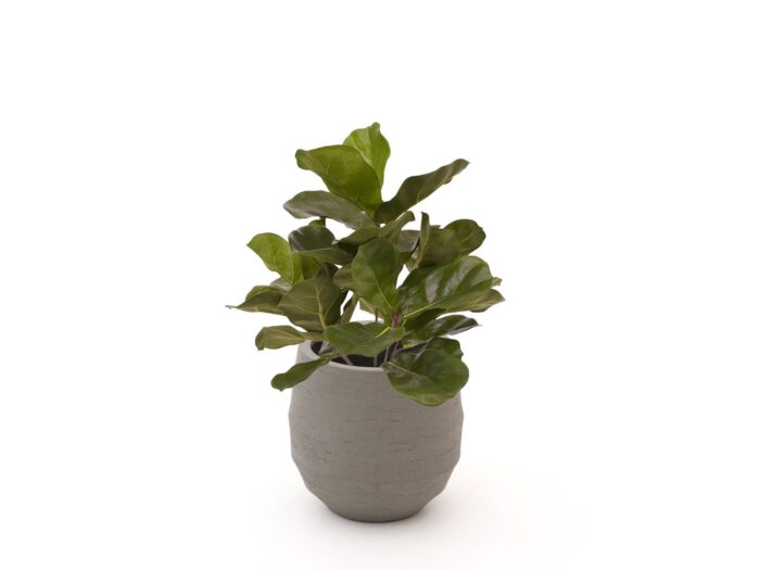 Designplants/Luca Lifestyle Lyrata kunstplant (h:45cm) met Bordo Balloon bloempot Laagste prijsgarantie! – Groen