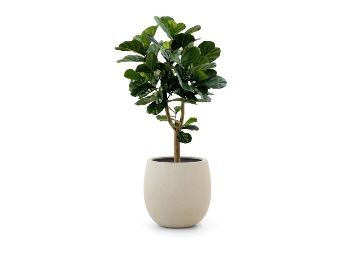 Designplants/Luca Lifestyle Lyrata Y kunstboom (h:170cm) met Bordo Tall Balloon bloempot Laagste prijsgarantie! – Groen