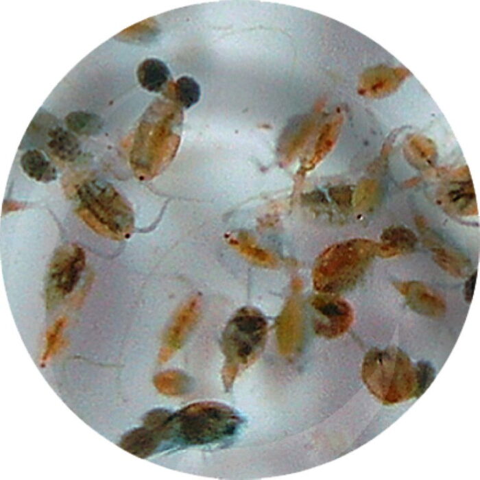 Superfish Levende brachionus 90 ml