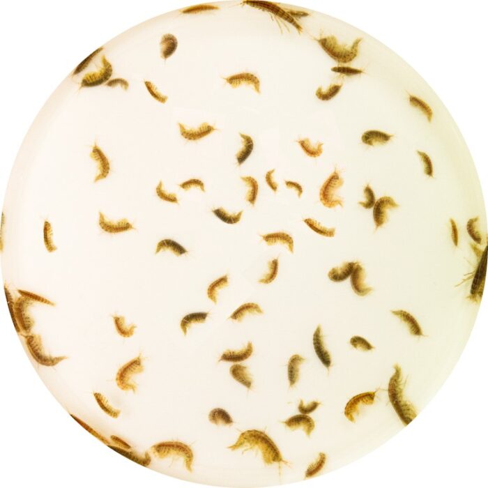 Superfish Levende gammarus 90 ml