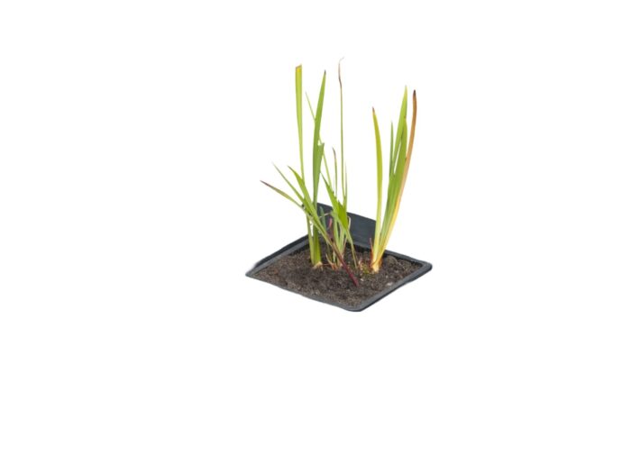 Ubbink Drijvende vijvermand vierkant 40×40 cm – zwart
