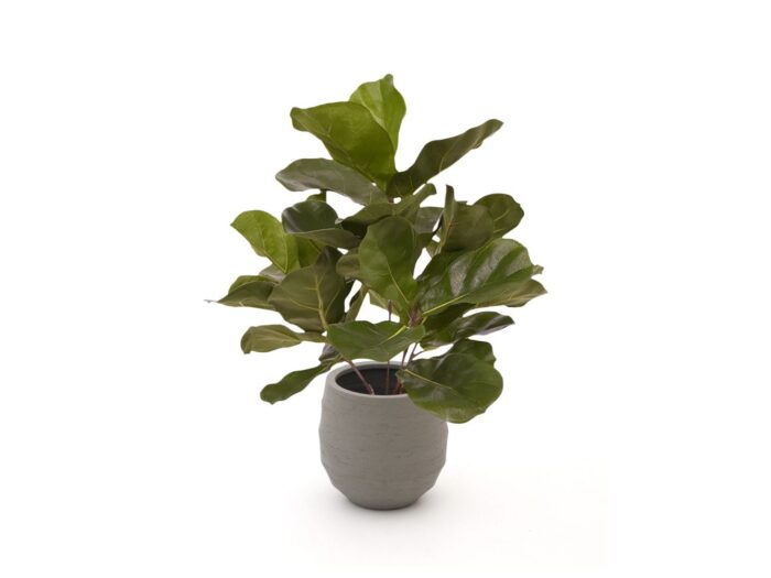 Designplants/Luca Lifestyle Lyrata kunstplant (h:45cm) met Bordo Balloon bloempot Laagste prijsgarantie! – Groen