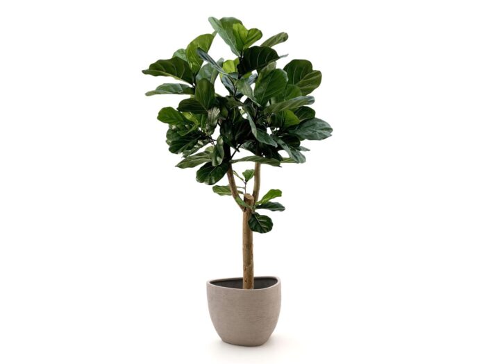 Designplants + 10% kassakorting | Designplants/Luca Lifestyle Lyrata Y kunstboom (h:170cm) met Ruvido Organic bloempot – Groen